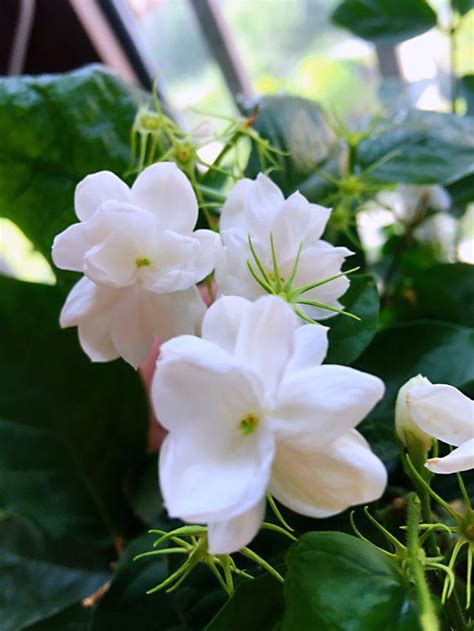 喜陽植物 家裡可以種茉莉花嗎